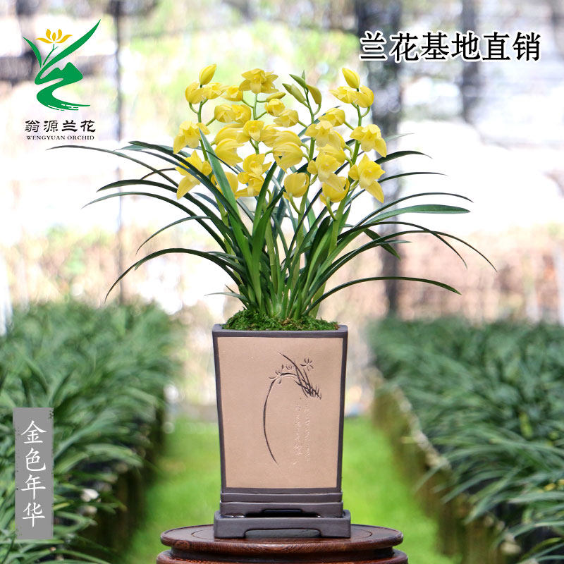 翁源兰花苗喜花里大花蕙兰金色年华小神童浓香型好养室内绿植花卉,淘宝优惠券,粉丝福利购,淘宝优惠卷