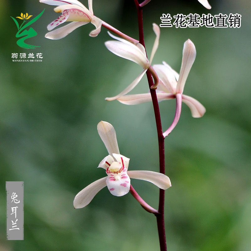 翁源兰花喜花里磨砂兔耳兰小巧精致咖啡兰桌面新手好易养绿植花卉,淘宝优惠券,粉丝福利购,淘宝优惠卷