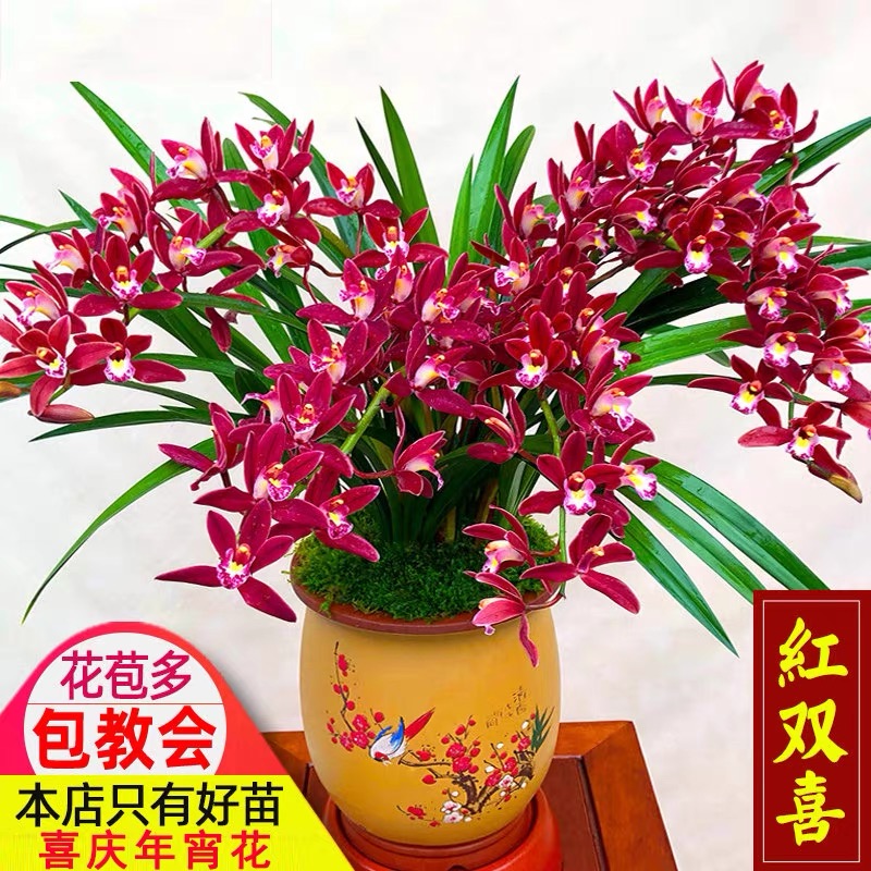 翁源兰花喜花里经典年宵花带盆土栽好发好养喜庆带花浓香型红宝石,淘宝优惠券,粉丝福利购,淘宝优惠卷
