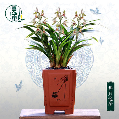 翁源兰花喜花里四季建兰禅月达摩带花浓香型好养室内绿植花卉盆栽 - 图3