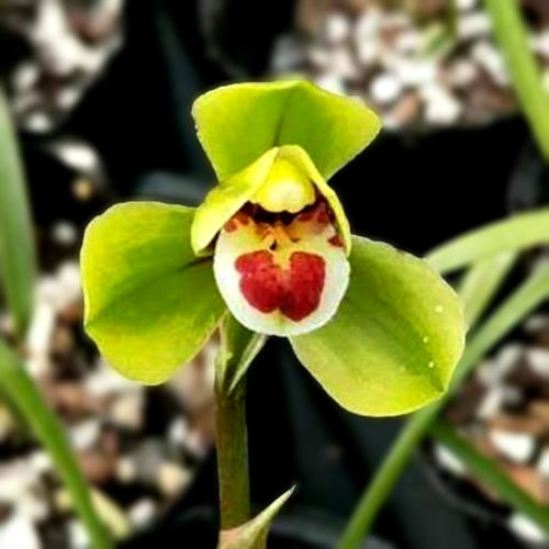 【团购】喜花里【翠荷】矮种金边春兰浓香型好养室内桌面绿植盆栽 - 图0