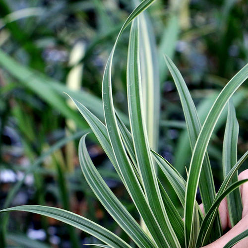 【团购】喜花里【翠荷】矮种金边春兰浓香型好养室内桌面绿植盆栽 - 图1