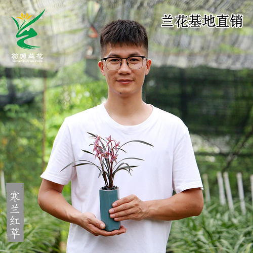 翁源兰花正品寒兰红草带花浓香彩素好养室内茶台桌面高级花卉盆栽 - 图3