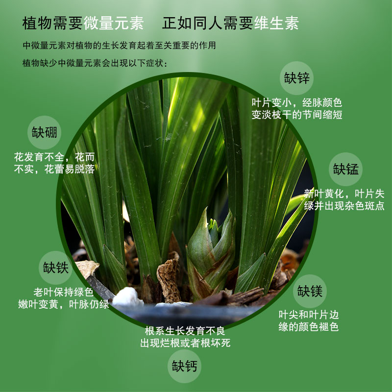 营养液植物通用型花肥发财树富贵竹绿萝水培盆栽家用花卉养花肥料 - 图2