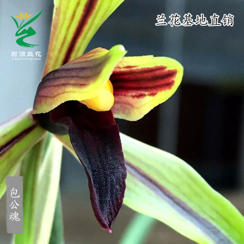 喜花里高端正品春兰花王黑素花包公魂老种宋梅带花浓香好养室内卉 - 图3