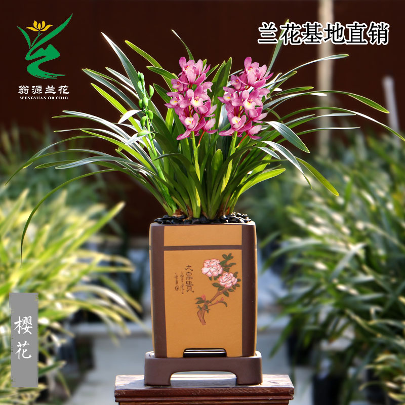 精品兰花苗粉色带花浓香墨兰樱花多花好养室内绿植花卉盆栽原盆土 - 图2