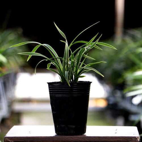 【团购】喜花里【翠荷】矮种金边春兰浓香型好养室内桌面绿植盆栽 - 图2