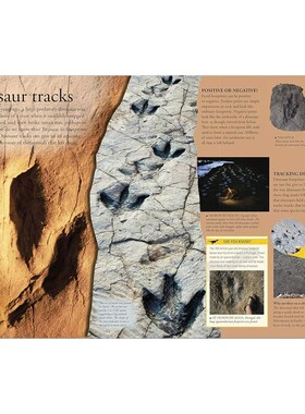 英文原版 DK儿童百科全书 恐龙 英文原版 Dinosaurs A Children's Encyclopedia 精装 史前物种的明星档案 DK儿童知识读物
