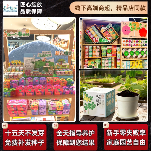 匠心绽放中草药儿童种植小盆栽板蓝根决明子种子儿童阳台植物观察 - 图3