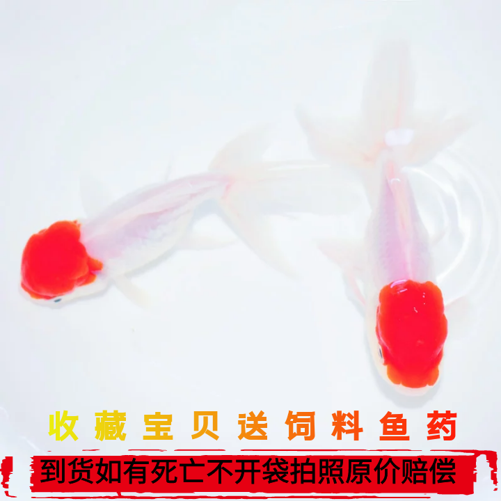 活体鱼观赏鱼冷水金鱼淡水鱼蝶尾锦鲤鸿运当头龙晶鱼红狮子头种鱼