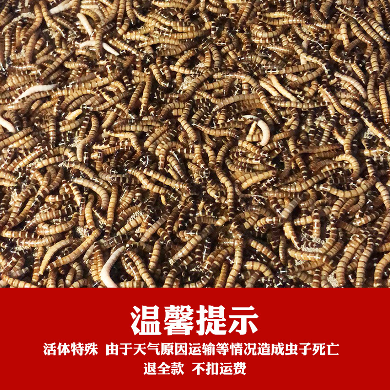 大麦虫活虫鲜活面包虫黄粉虫金龙鱼八哥守宫画眉鸟饲料-图3