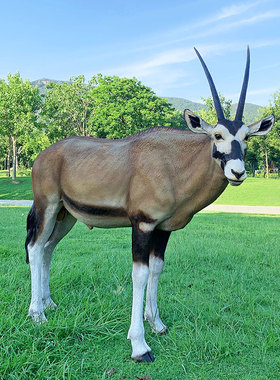 户外园林景观大型玻璃钢