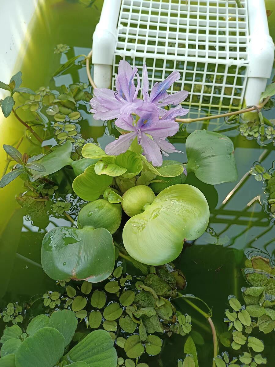 鱼缸浮萍水草无土活体水培水生植物种子龟缸绿植养鱼养龟净化水质