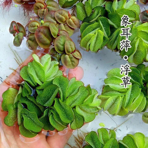 鱼缸浮萍水草无土活体水培水生植物种子龟缸绿植养鱼养龟净化水质