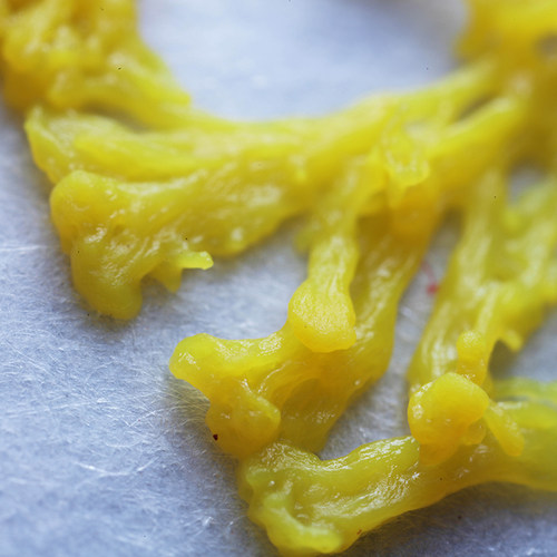 黏菌菌种菌核粘菌史莱小之微曳尾刚丝多头绒泡菌宠物小型好养活体 - 图3