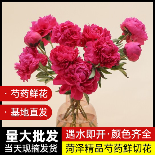 山东芍药鲜花牡丹重瓣花束云南鲜切花玫瑰百合花卉基地直发母亲节 - 图0