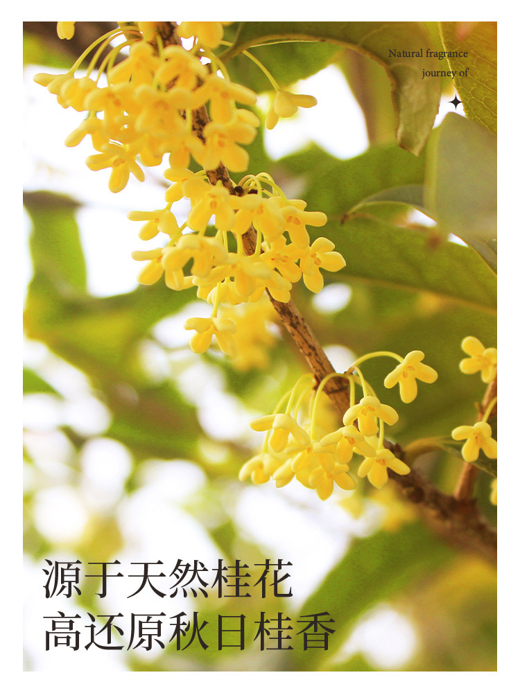  彩尚居汽车香水香薰