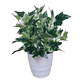 Simulated potted plants, fake green plants, simulated flowers, Internet cafes, hotel clubs, living rooms, office decorations, flowers