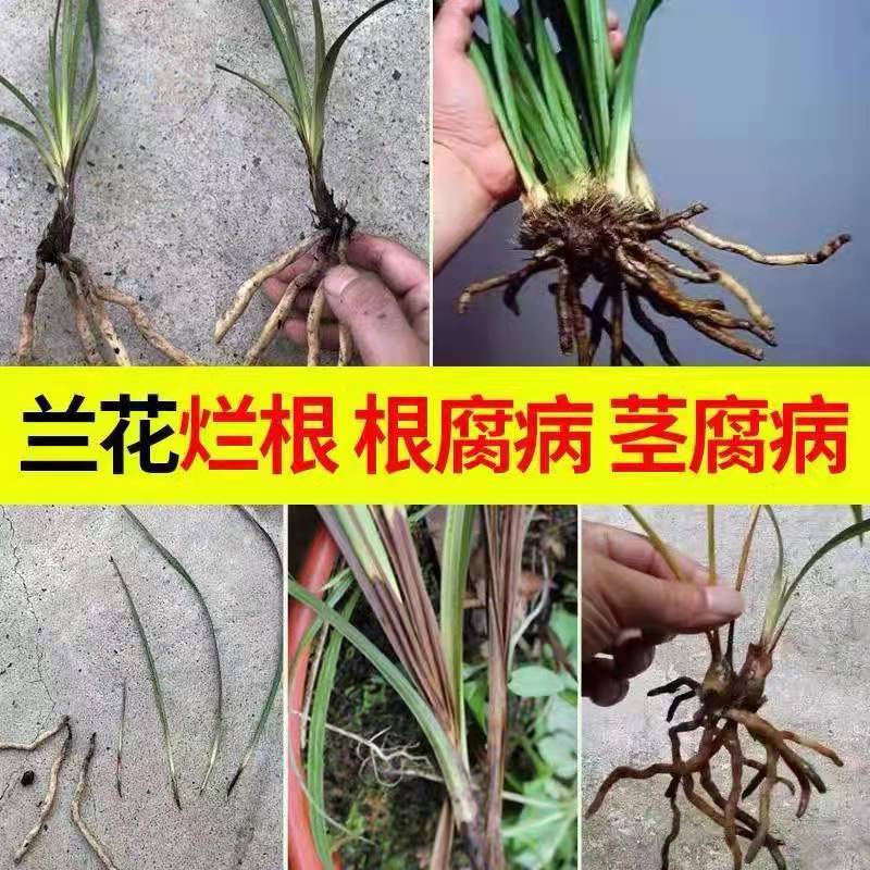 兰花根腐病专用药甲霜恶霉灵杀菌剂多菌灵多肉烂根黑腐病黑斑根腐 - 图1