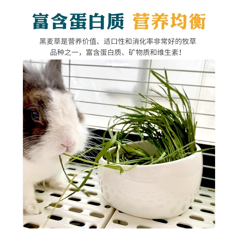 23年优质烘干黑麦草兔子龙猫豚鼠牧草干草多叶嫩绿香绿净重500g - 图1