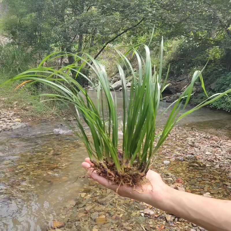 菖蒲水培水生盆栽植物花卉草庭院池塘养龟微造景观室内外四季绿植 - 图2