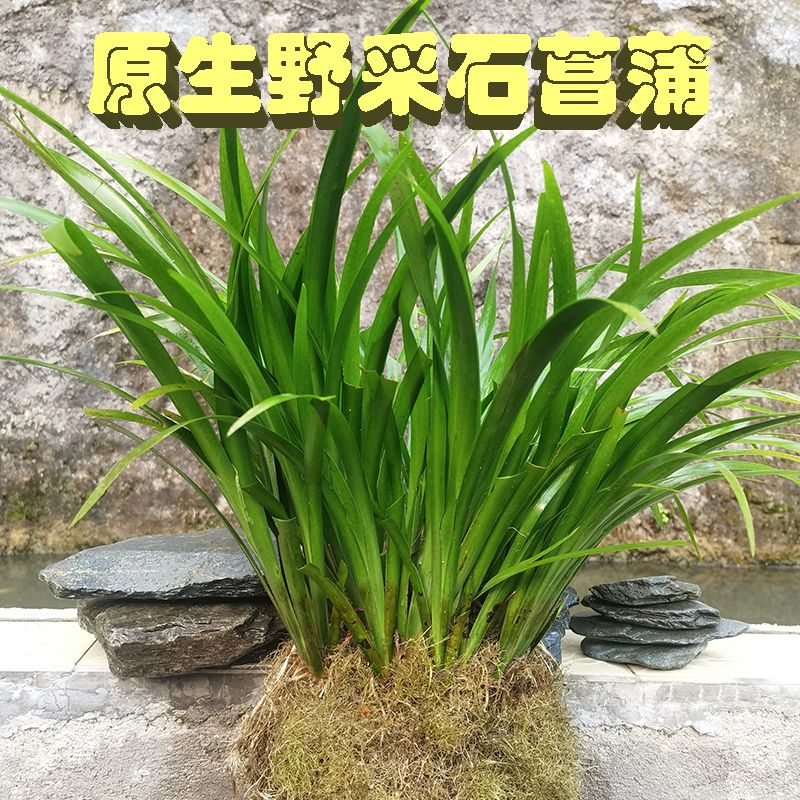 菖蒲水培水生盆栽植物花卉草庭院池塘养龟微造景观室内外四季绿植 - 图0