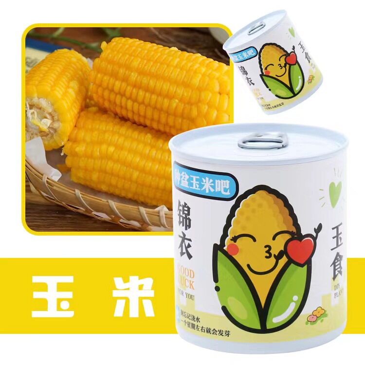 网红罐装种植小盆栽面罐头幸运草向日葵小花农绿企业学校番茄罐头