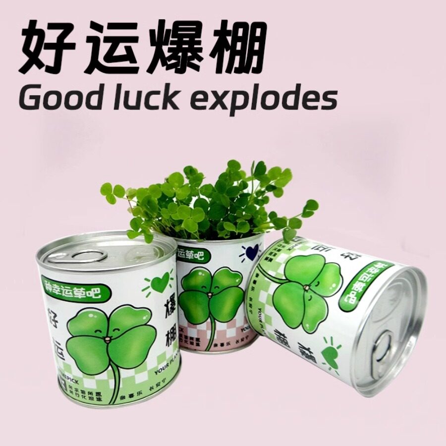 网红罐装种植小盆栽面罐头幸运草向日葵小花农绿企业学校番茄罐头