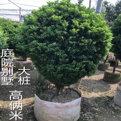 黄杨树苗小叶黄杨瓜子黄杨雀舌黄杨球庭院绿植金边盆景老桩盆栽 - 图0
