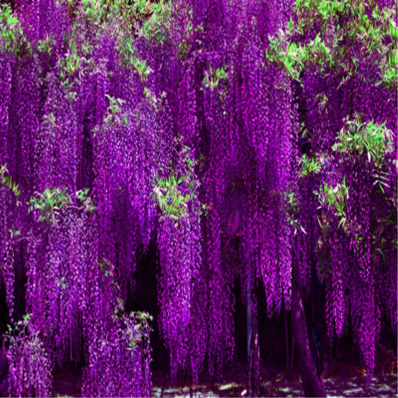 紫藤花树苗爬藤植物攀援花卉庭院围墙四季开花蔓藤紫藤萝花苗盆栽 - 图1