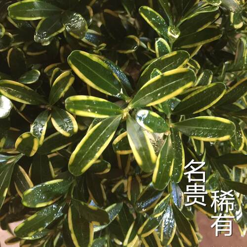 黄杨树苗小叶黄杨瓜子黄杨雀舌黄杨球庭院绿植金边盆景老桩盆栽 - 图1