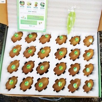 (Courtesy box installed) Shunfeng Zhengzong Cuizang Exotic Fruits Shaanxi Week to Season Fresh Pregnant Woman Fruit Green Heart