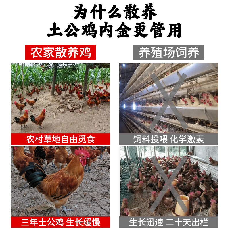 鸡内金中药材调理脾胃儿童婴幼儿炒鸡内金片粉大人官方旗舰店散养,淘宝优惠券,粉丝福利购,淘宝优惠卷