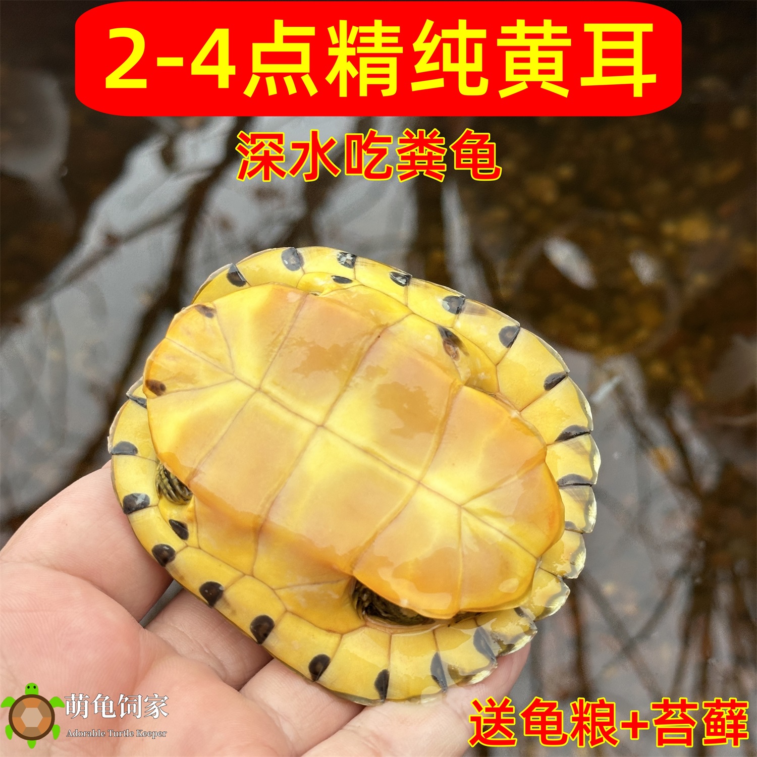 深水黄耳龟长寿冷水鱼缸混养长寿龟小乌龟活物稀有小宠物龟吃粪龟 - 图1