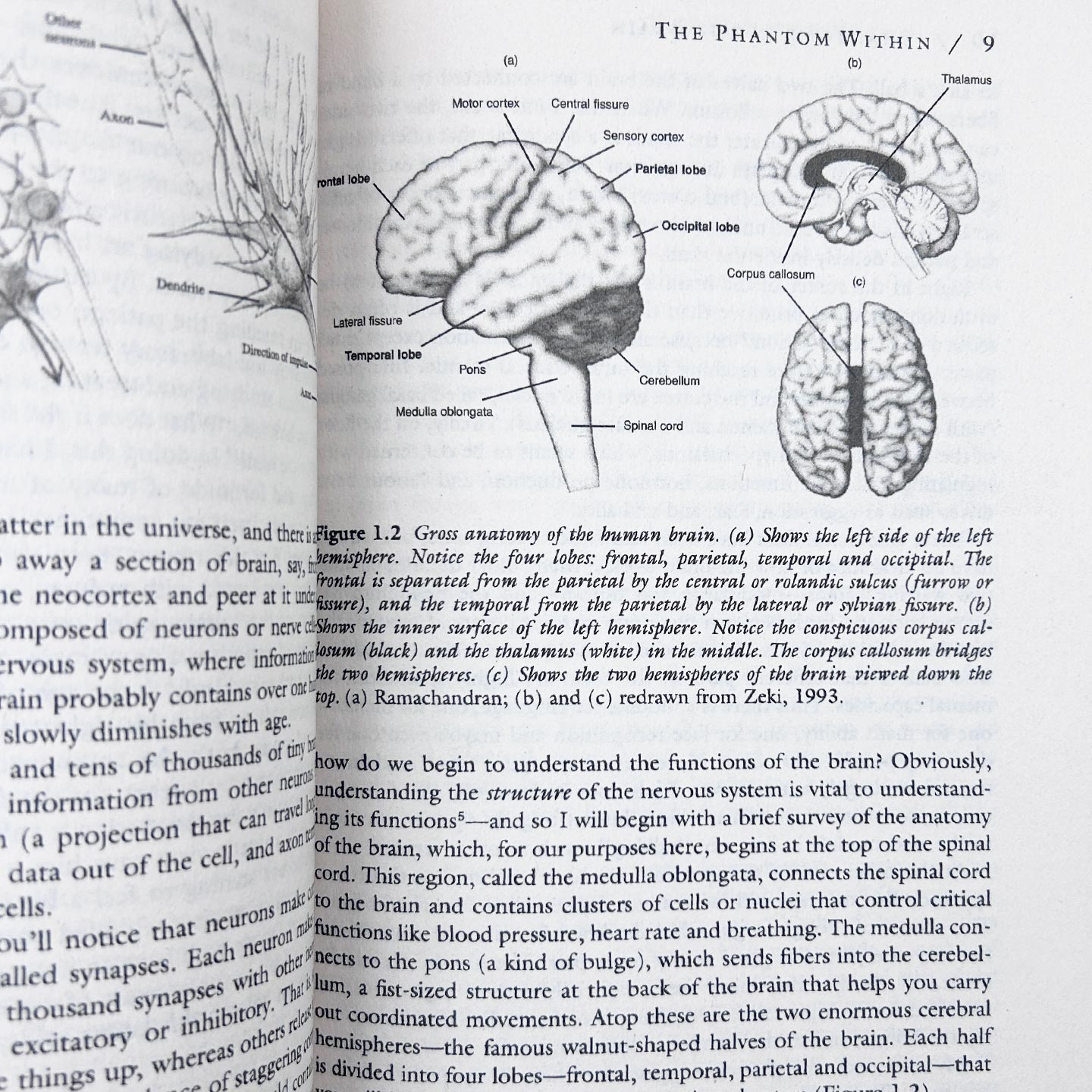 英文原版 Phantoms In The Brain 脑中魅影 洞察人的本质和心智 V. S. 拉马钱德兰 英文版 进口英语原版书籍