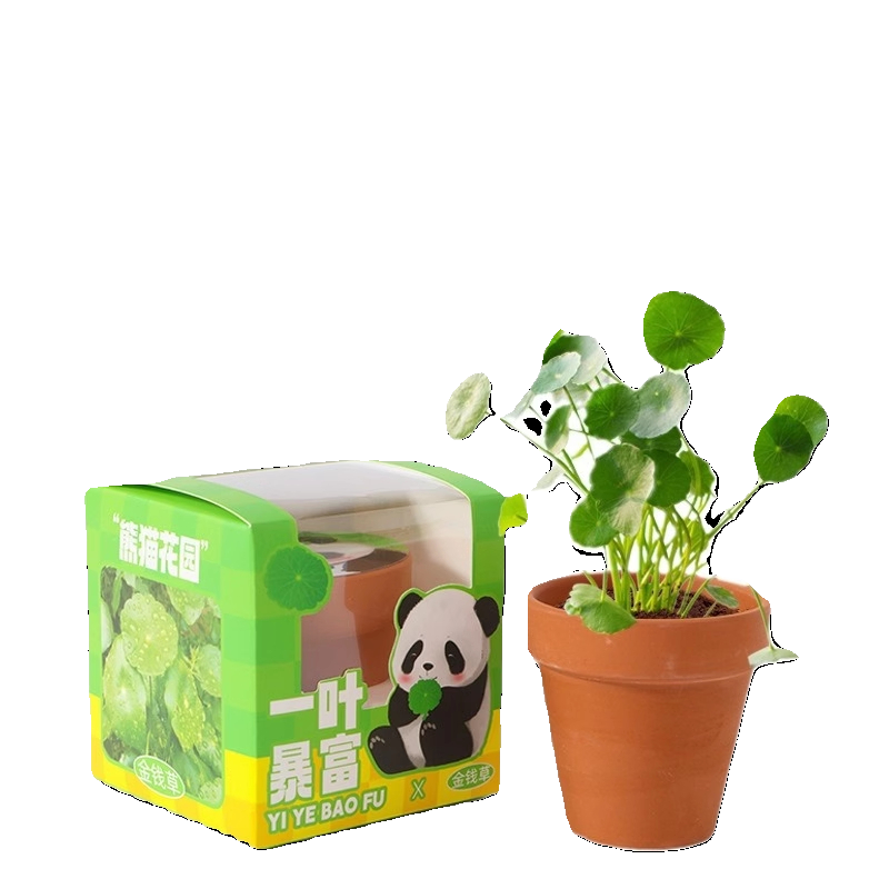 小花农儿童植物观察学生趣味种植小盆栽桌面摆件幼儿园学生礼品-图3