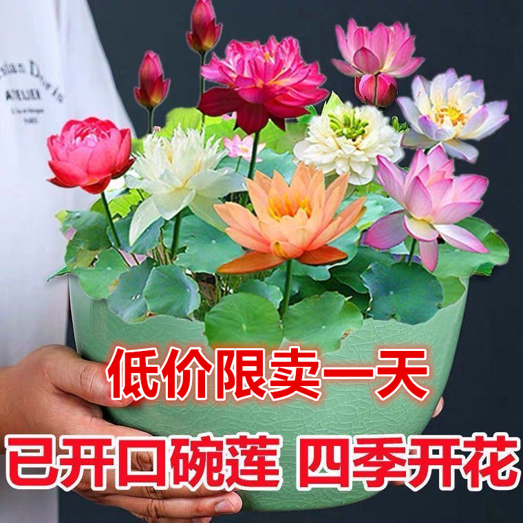 七彩碗莲已开口水培植物睡莲种子四季无土水培花卉鱼缸造景阳台盆-图2