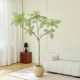 High-quality upgraded simulated green plant jacaranda