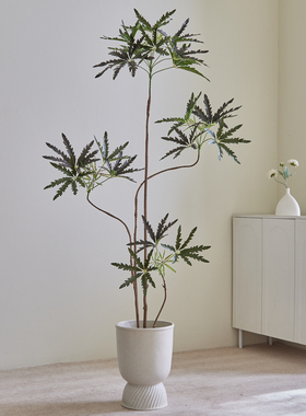 高级感仿真绿植孔雀木