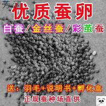 Silkworm eggs silkworm silkworms silkworms 1-2-year-old silkworm baby Colour silkworms Silkworm Breeding Silkworm Eggs Tools Mulberry Leaf