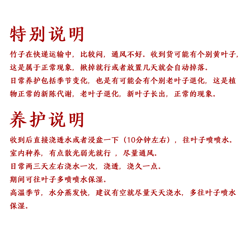 红观音竹云文米竹子苗内门造小盆栽景素材书房庭院阳台茶室内绿植 - 图3