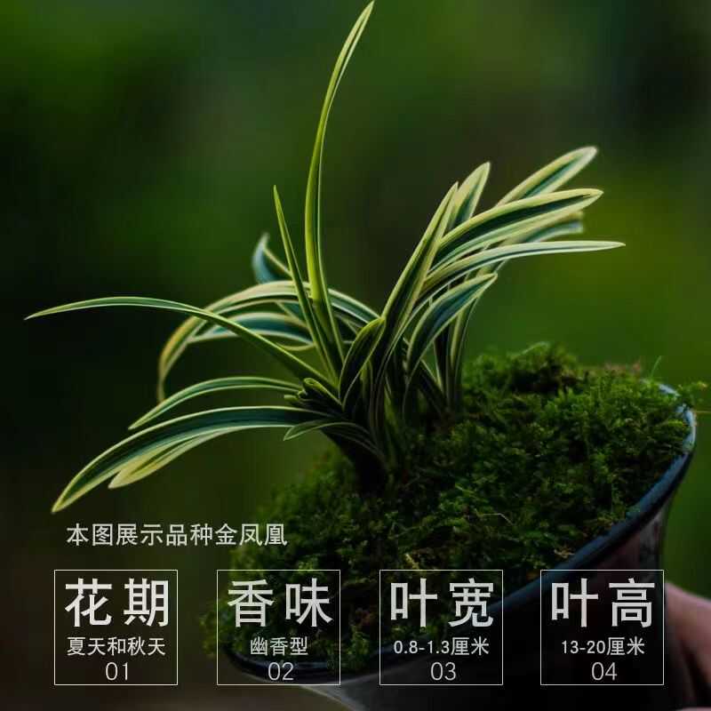 特漂亮!兰花【金凤凰】金边建兰 矮种兰花盆栽植物名贵花卉四季兰 - 图1