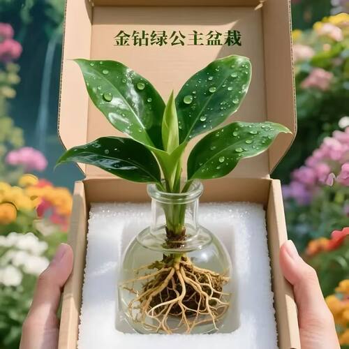 (基地批发)大叶金钻水培植物绿公主盆栽办公室内好养易活绿萝绿植 - 图0