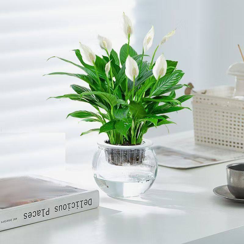 水培红掌盆栽白掌一帆风顺四季开花办公室内客厅绿植花卉桌面植物,淘宝优惠券,粉丝福利购,淘宝优惠卷