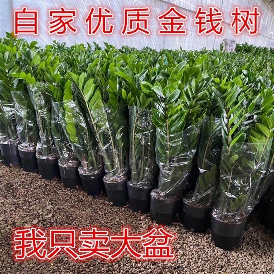 金钱树盆栽植物室内花卉客厅四季常青好养绿植大摇钱串子小发财树 - 图0