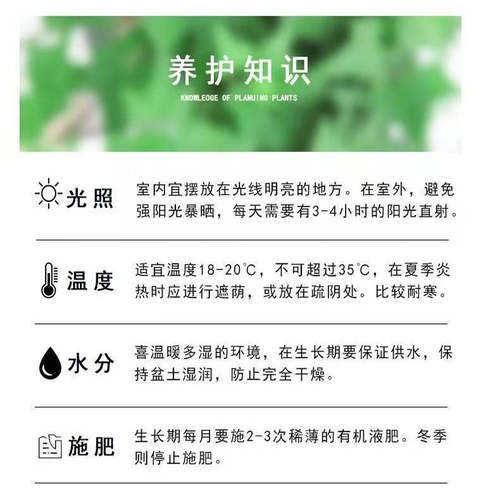 水培植物青叶常春藤盆栽长春藤水生吊兰花卉办公室内花苗盆景绿植 - 图3