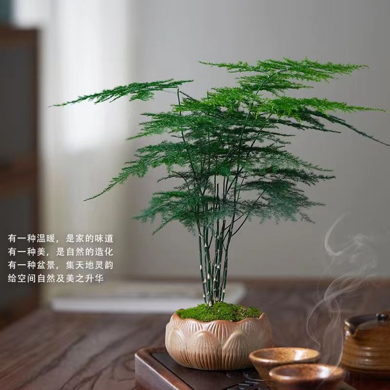 【精品】文竹盆栽植物室内净化空气办公室绿植花卉盆栽盆景小盆栽