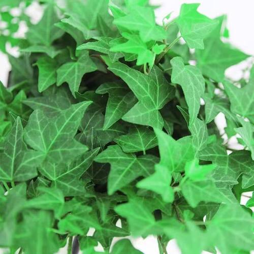 水培植物青叶常春藤盆栽长春藤水生吊兰花卉办公室内花苗盆景绿植 - 图2