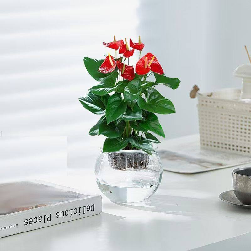 水培红掌盆栽白掌一帆风顺四季开花办公室内客厅绿植花卉桌面植物,淘宝优惠券,粉丝福利购,淘宝优惠卷