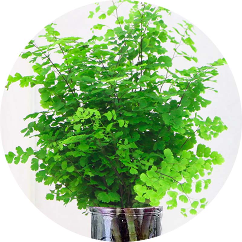 绿植花卉耐阴净化空气水培 铁线蕨盆栽铁丝草多年生常绿草本观叶